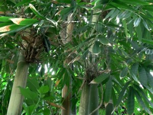 Bambus (Gigantochloa verticillata)
