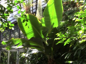 Banane (Musa paradisiaca)