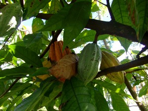 Kakao (Theobroma cacao)