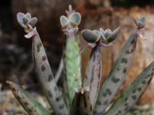 Kalanchoe (Kalanchoe tubiflora)