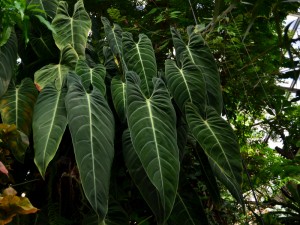 Philodendron (Philodendron melanochrysum)