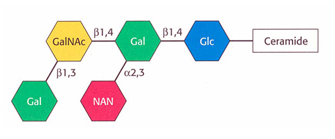 Schematcshe Struktur eines Gangliosids mit Bindungstypen (Quelle: Biochemie, L. Stryer, 2007)