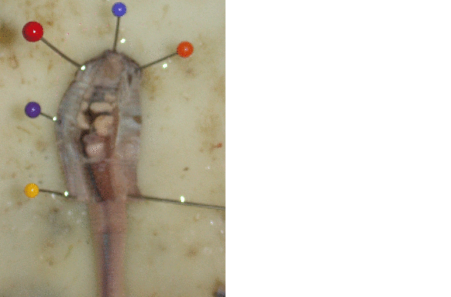 Das Entstehen der anatomischen Zeichnung eines Regenwurms